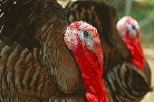 two turkeys.jpg