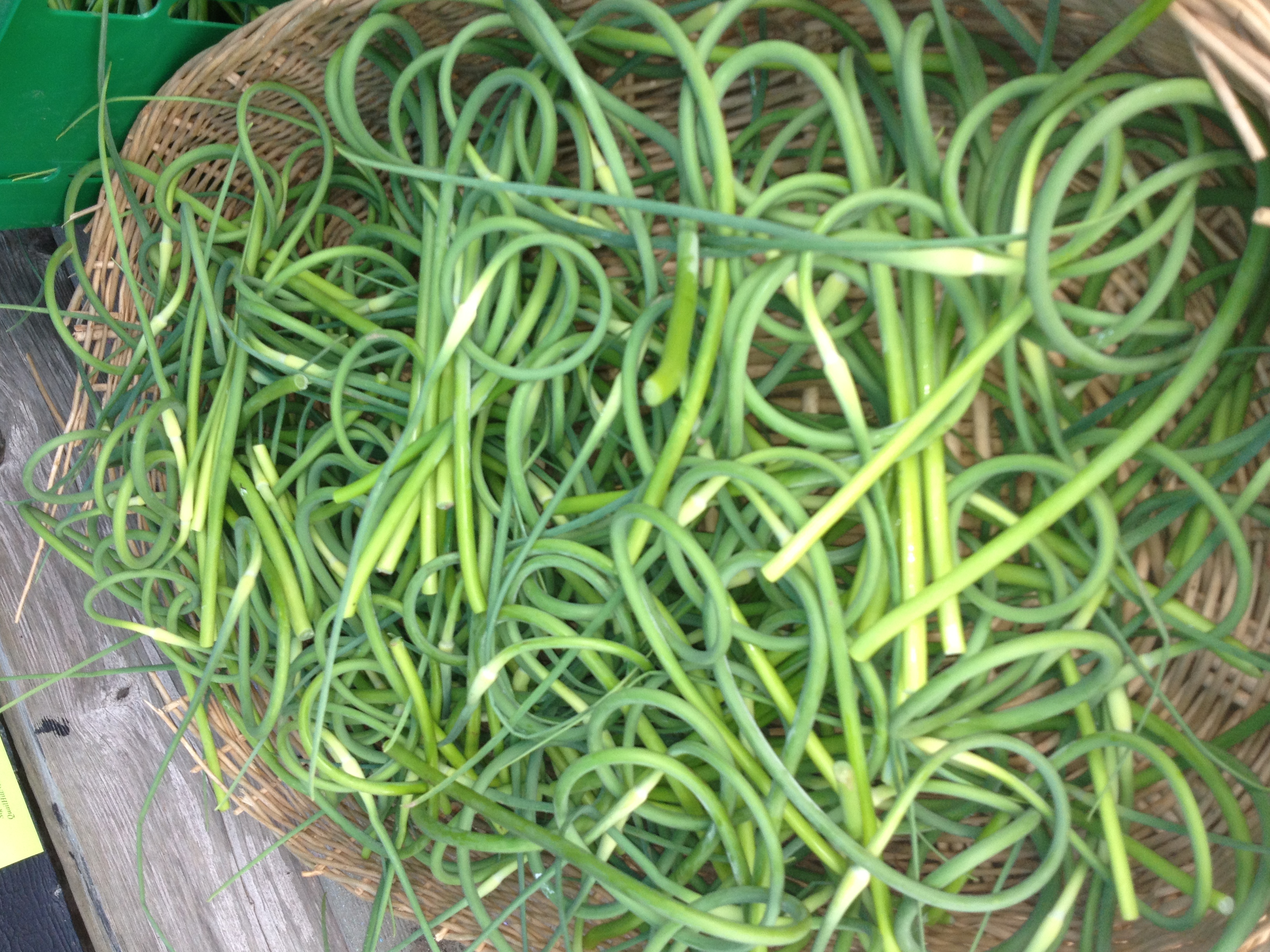 Green Garlic on the Rise