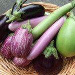 eggplant-harvest