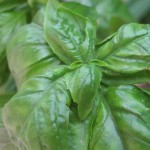 basil2