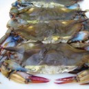 soft-shell-crab