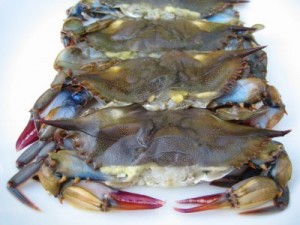 soft-shell-crab
