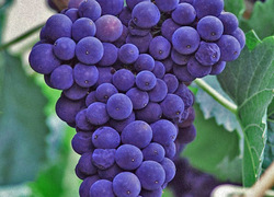 Superstitious New Year&#039;s Eats